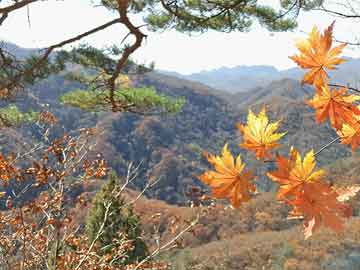 安倍遗孀访问俄罗斯有何目的,安倍遗孀访问俄罗斯有何目的吗
